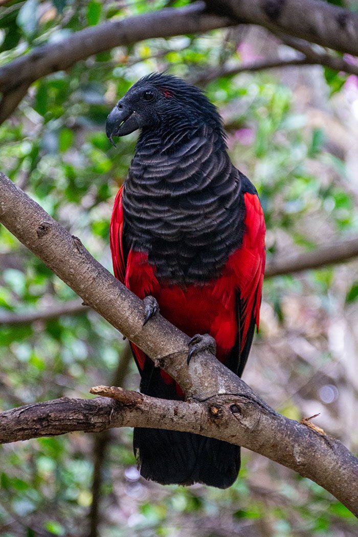 Pesquet's parrot on a branch