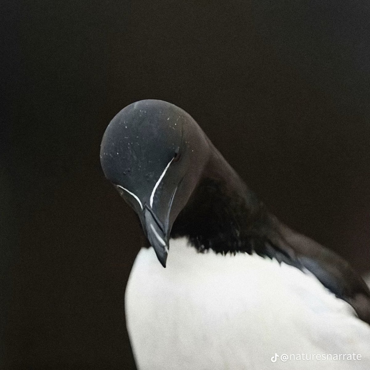 Razorbill, tilted head