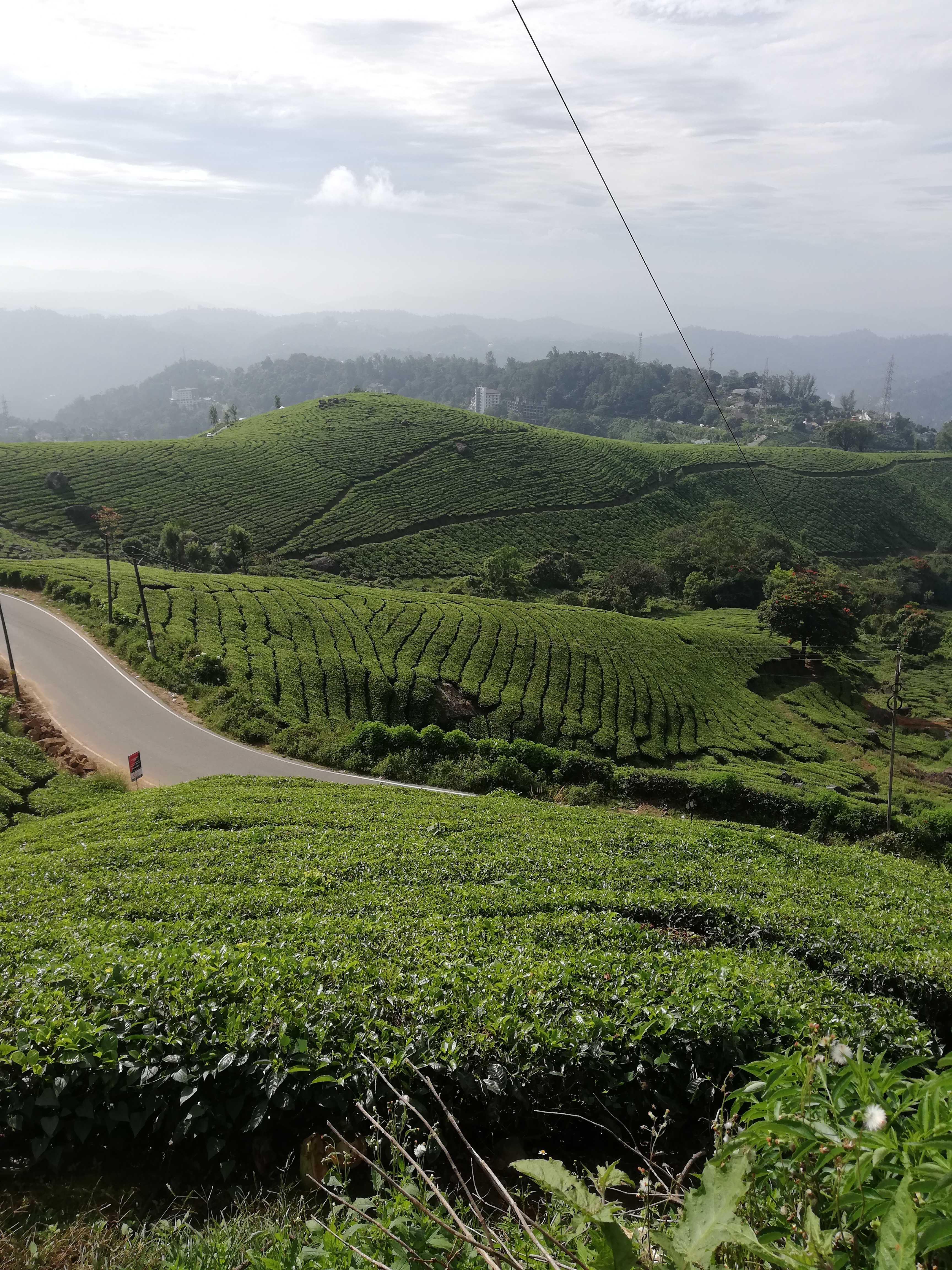 Tea terraces at morning
